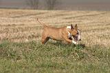 BULL TERRIER MINIATURE 353
